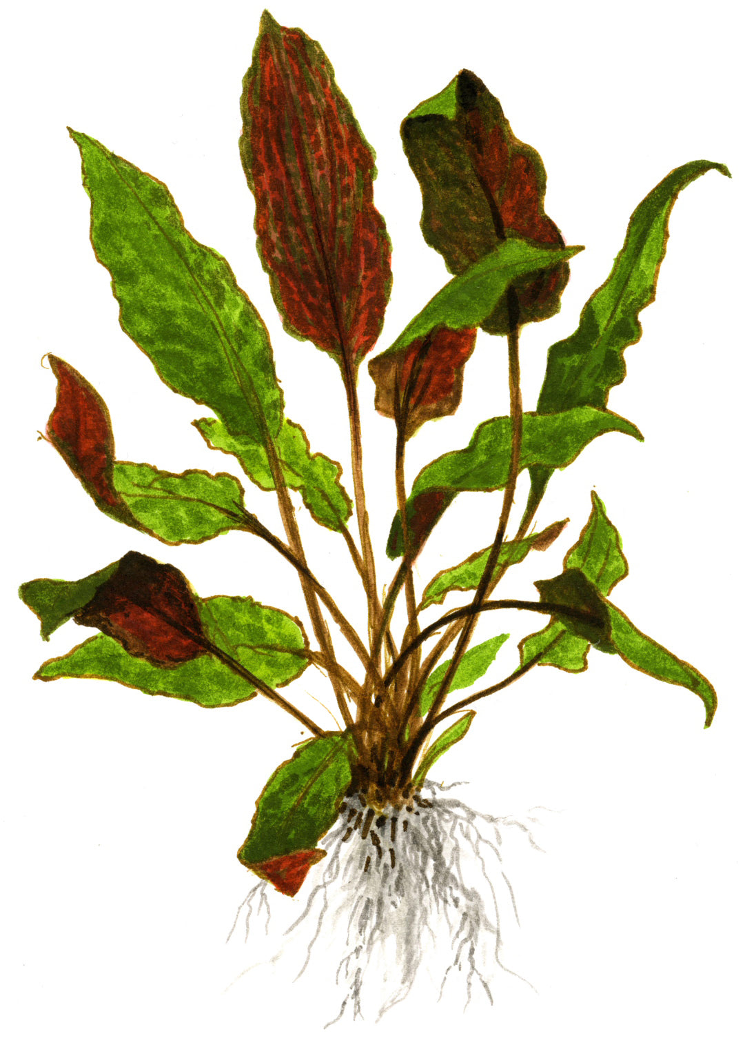 Planta naturala de acvariu, Tropica, Cryptocoryne wendtii 'Mi Oya' 1-2-Grow!, 5 cm
