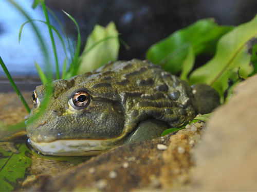Pyxicephalus adspersus (African Bullfrog )