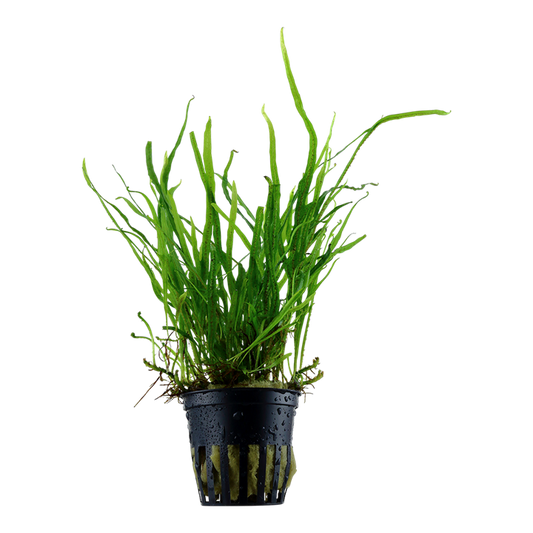 Plantă naturală de acvariu, Tropica, Microsorum pteropus 'Trident' (java fern)