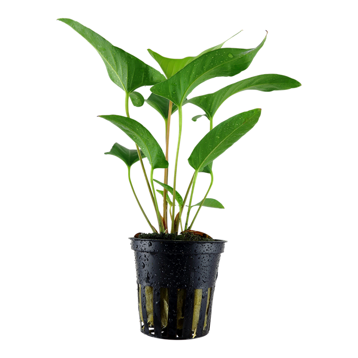 Plantă naturală de acvariu, Tropica, Anubias gracilis