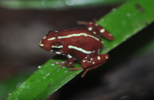 Epipedobates	tricolor/anthonyi (Threestriped arrowfrog)