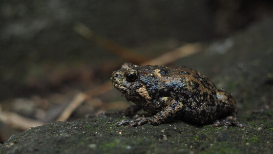 Kaloula baleata (Javanese Bullfrog)