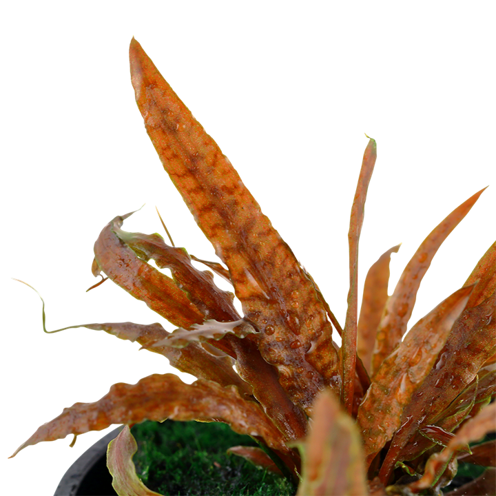 Plantă naturală de acvariu, Tropica, Cryptocoryne albida 'Brown'