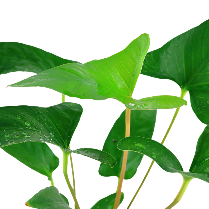 Plantă naturală de acvariu, Tropica, Anubias gracilis