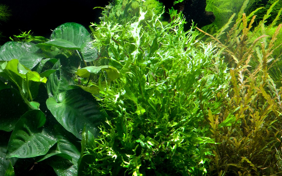 Plantă naturală de acvariu, Tropica, Microsorum pteropus 'Windelov' (java fern)