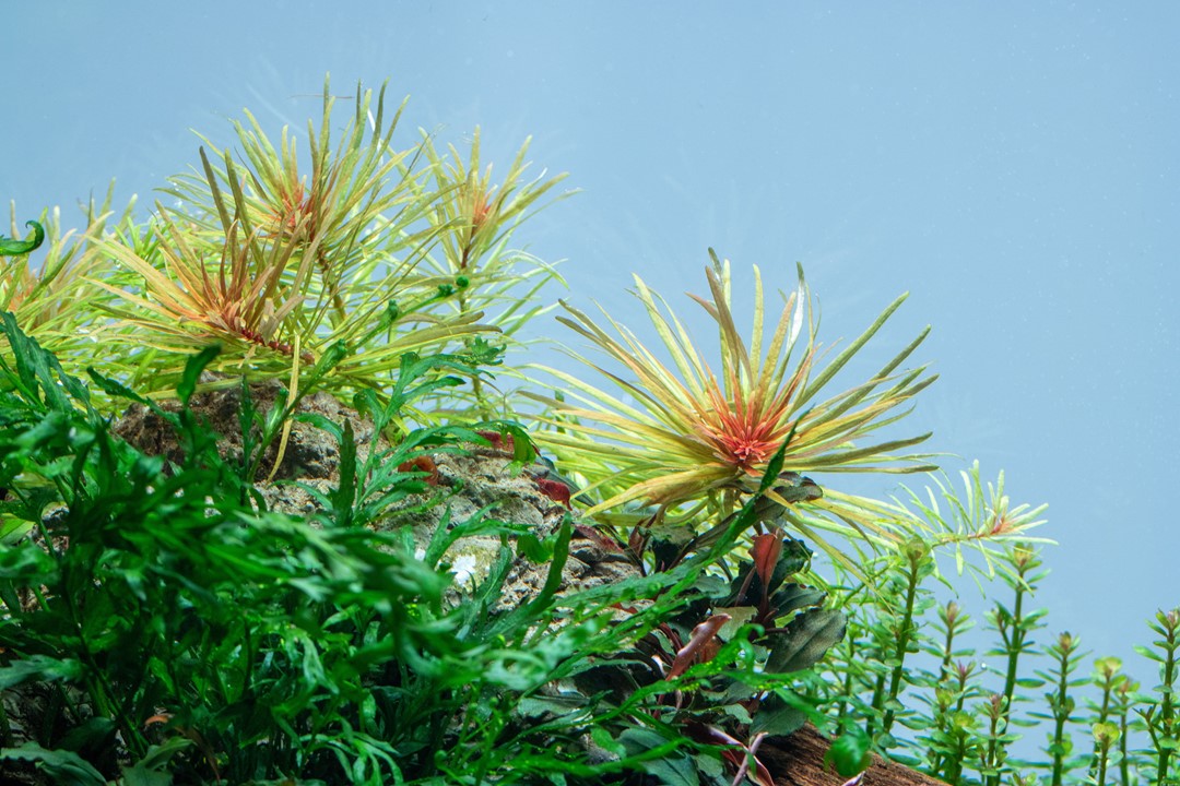 Plantă naturală  de acvariu, Tropica, Ludwigia inclinata 'Cuba'