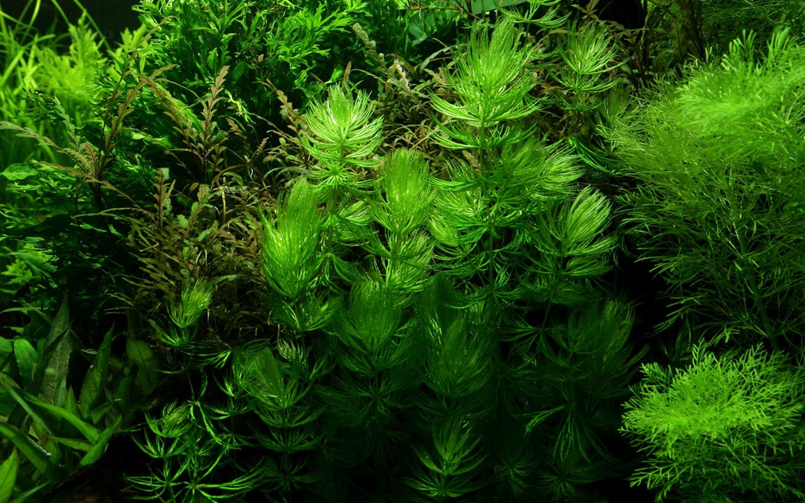 Plantă naturală de acvariu, Tropica, Ceratophyllum demersum 'Foxtail'