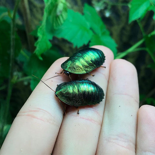 Pseudoglomeris magnifica (Emerald roach)