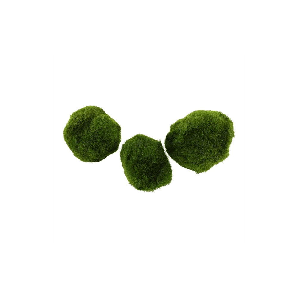 3 bile de muschi natural de acvariu, Tropica, Aegagropila linnaei, 3 moss balls in blister, 20 cm
