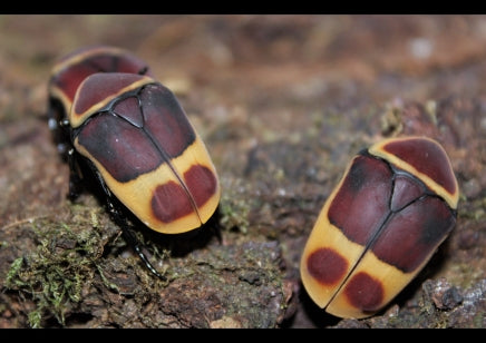 Pachnoda butana (marginata peregrina) Sun Beetle