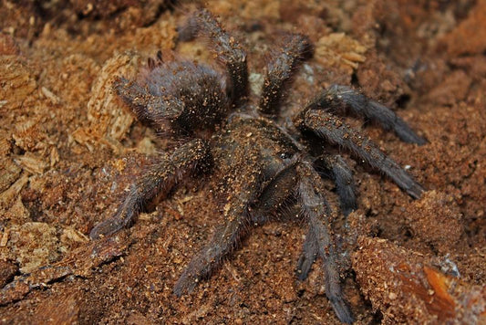 Phormictopus	auratus