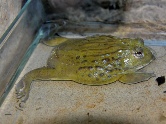 Pyxicephalus adspersus (African Bullfrog )