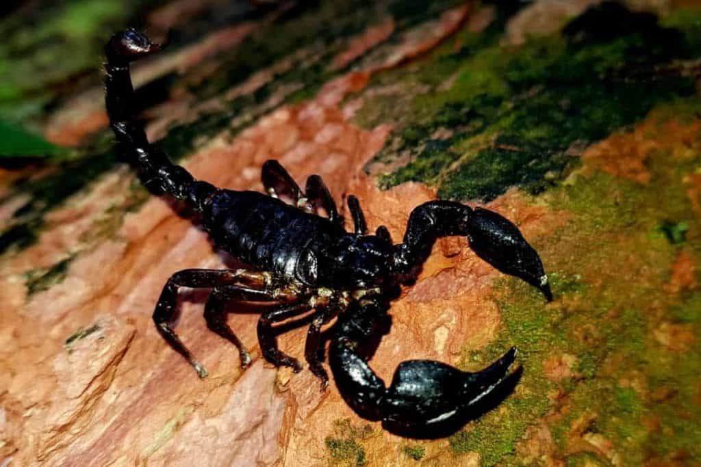 Heterometrus	petersii  (Blue giant scorpion) L