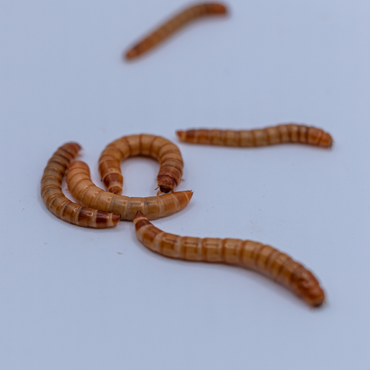 Hrană vie pentru reptile, viermi de făină (mealworms), 2-3 cm