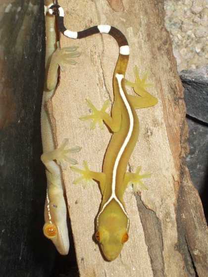 Gekko vittatus (White Lined Gecko)