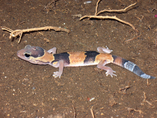Hemitheconyx	caudicinctus (Fat-tail Gecko)