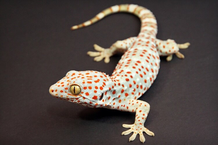 Gekko gecko (Tokay gecko)