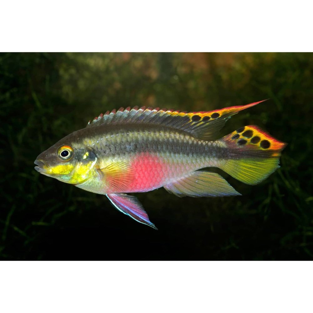 endler.ro Live Animals Kribensis Cichlid Pelvicachromis