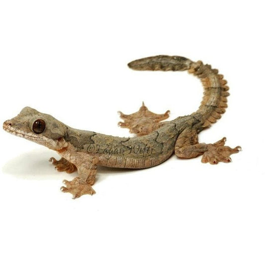 endler.ro Ptychozoon kuhli (Flying Gecko)