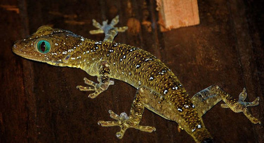 Gekko smithi (Smith Green-eyed Gecko)