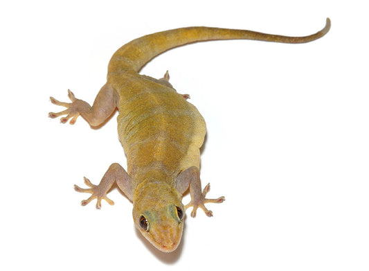 Gekko ulikovskii  badenii (Golden gecko vietnam)