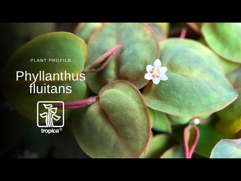 Planta naturala de acvariu, Tropica, Phyllanthus fluitans 1-2-Grow!, 5 cm