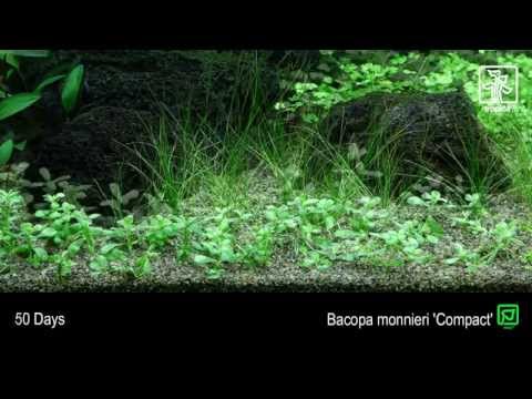 Plantă naturală de acvariu, Tropica, Bacopa Monnieri 'Compact'