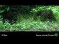 Planta naturala de acvariu,Tropica, Bacopa Monnieri Compact