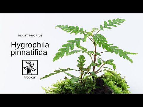 Planta naturala de acvariu, Tropica, Hygrophila pinnatifida 1-2-Grow!,  5 cm