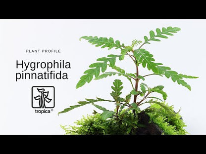 Planta naturala de acvariu, Tropica, Hygrophila pinnatifida 1-2-Grow!,  5 cm