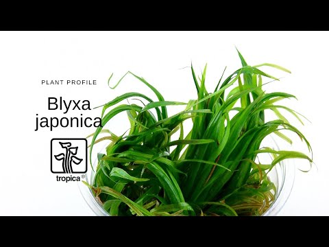 Planta naturala de acvariu, Tropica, Blyxa Japonica 1-2-Grow!, 5 cm