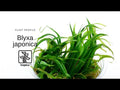 Planta naturala de acvariu, Tropica, Blyxa Japonica 1-2-Grow!, 5 cm