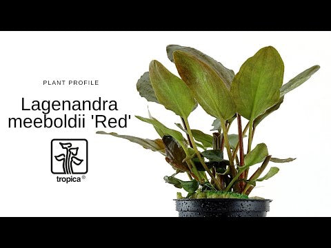 Plantă naturală de acvariu, Tropica, Lagenandra meeboldii 'Red'