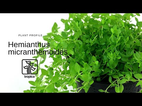 Planta naturala de acvariu, Tropica, Hemianthus micranthemoides 1-2-Grow!, 5 cm