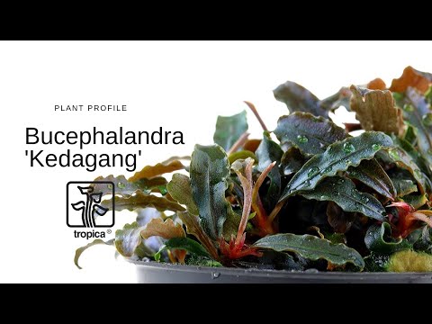Planta naturala de acvariu, Tropica, Bucephalandra 'Kedagang' 1-2-Grow!, 5 cm