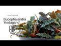 Planta naturala de acvariu, Tropica, Bucephalandra Kedagang 1-2-Grow!, 5 cm
