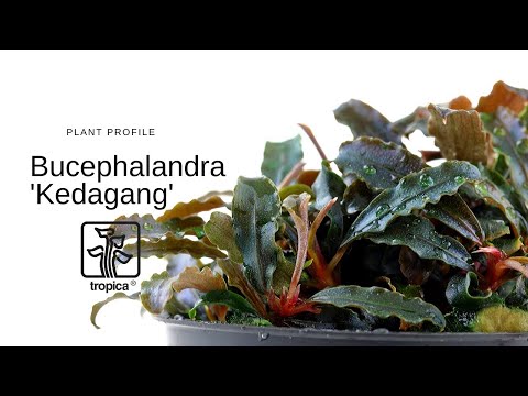 Planta naturala de acvariu, Tropica, Bucephalandra Kedagang 1-2-Grow!, 5 cm