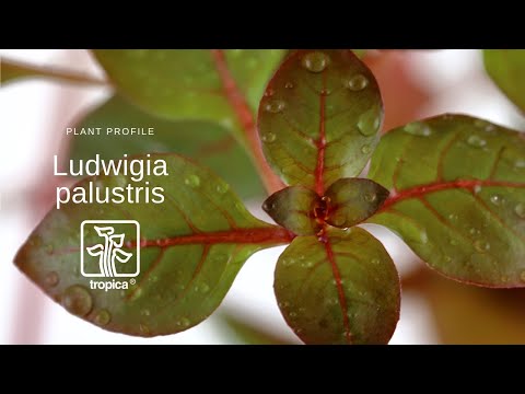 Plantă naturală de acvariu, Tropica, Ludwigia palustris 'Super Red'