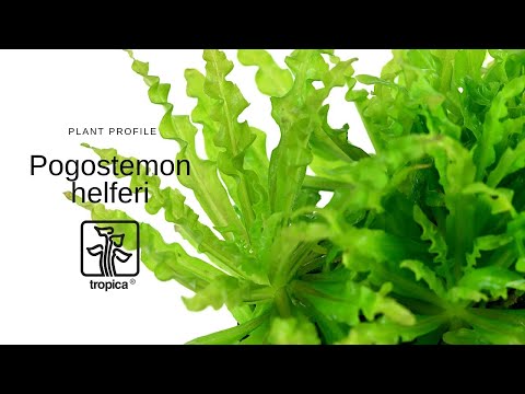 Planta naturala de acvariu, Tropica, Pogostemon helferi 1-2-Grow!, 5 cm