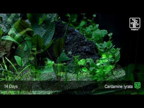endler.ro Plantă naturală de acvariu Tropica Cardamine lyrata