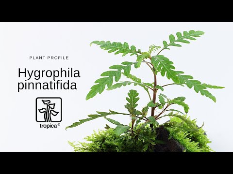 Plantă naturală de acvariu, Tropica, Hygrophila pinnatifida