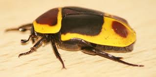 Pachnoda butana (marginata peregrina) Sun Beetle