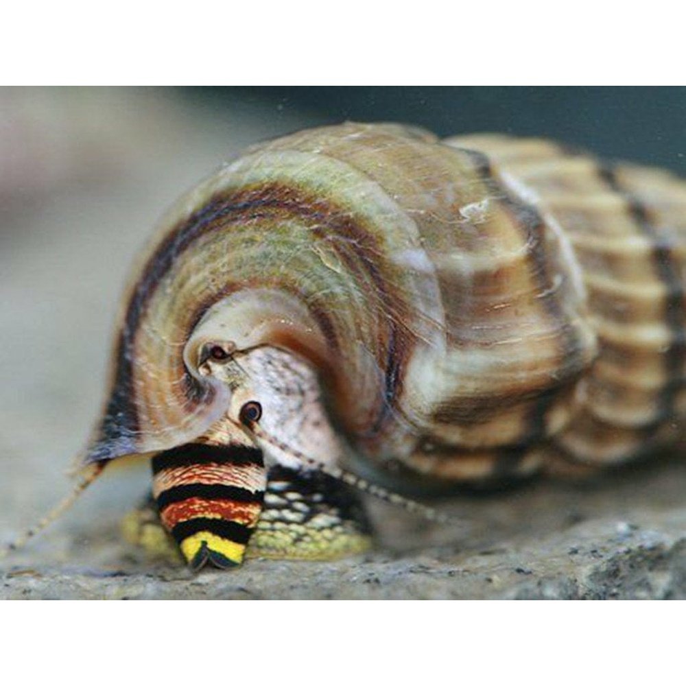 Petra-Aqua Neritina sp. snail king
