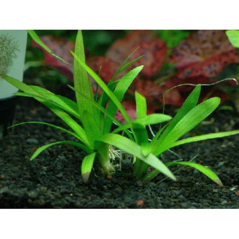 Petra-aqua Aquatic Plants Sagittaria eatonii