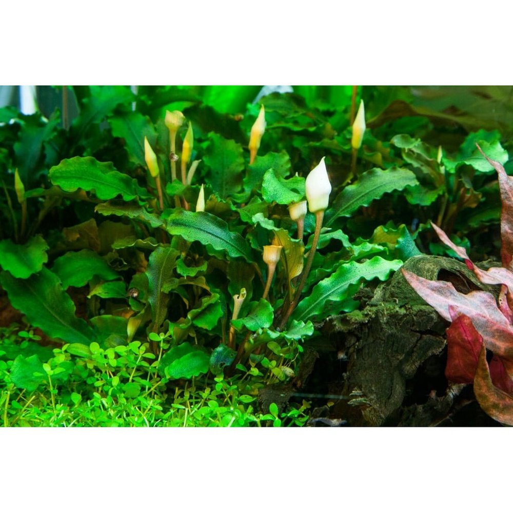 Tropica Aquatic Plants Bucephalandra pygmaea 'Bukit Kelam'