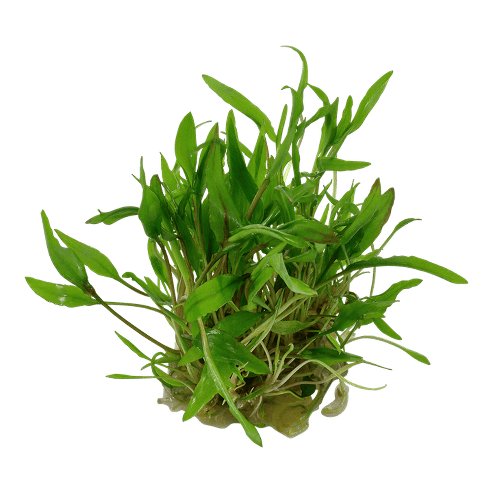 Tropica Aquatic Plants Cryptocoryne wendtii 'Green'