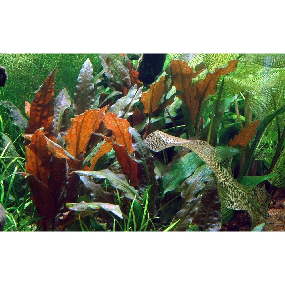 Tropica Aquatic Plants Cryptocoryne wendtii 'Mi Oya' 1-2-Grow!