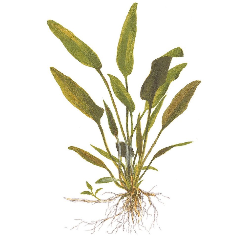Tropica Aquatic Plants Cryptocoryne x willisii (pot in single package)