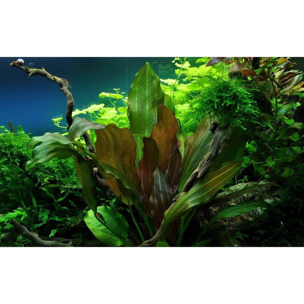 Tropica Aquatic Plants Echinodorus 'Reni'