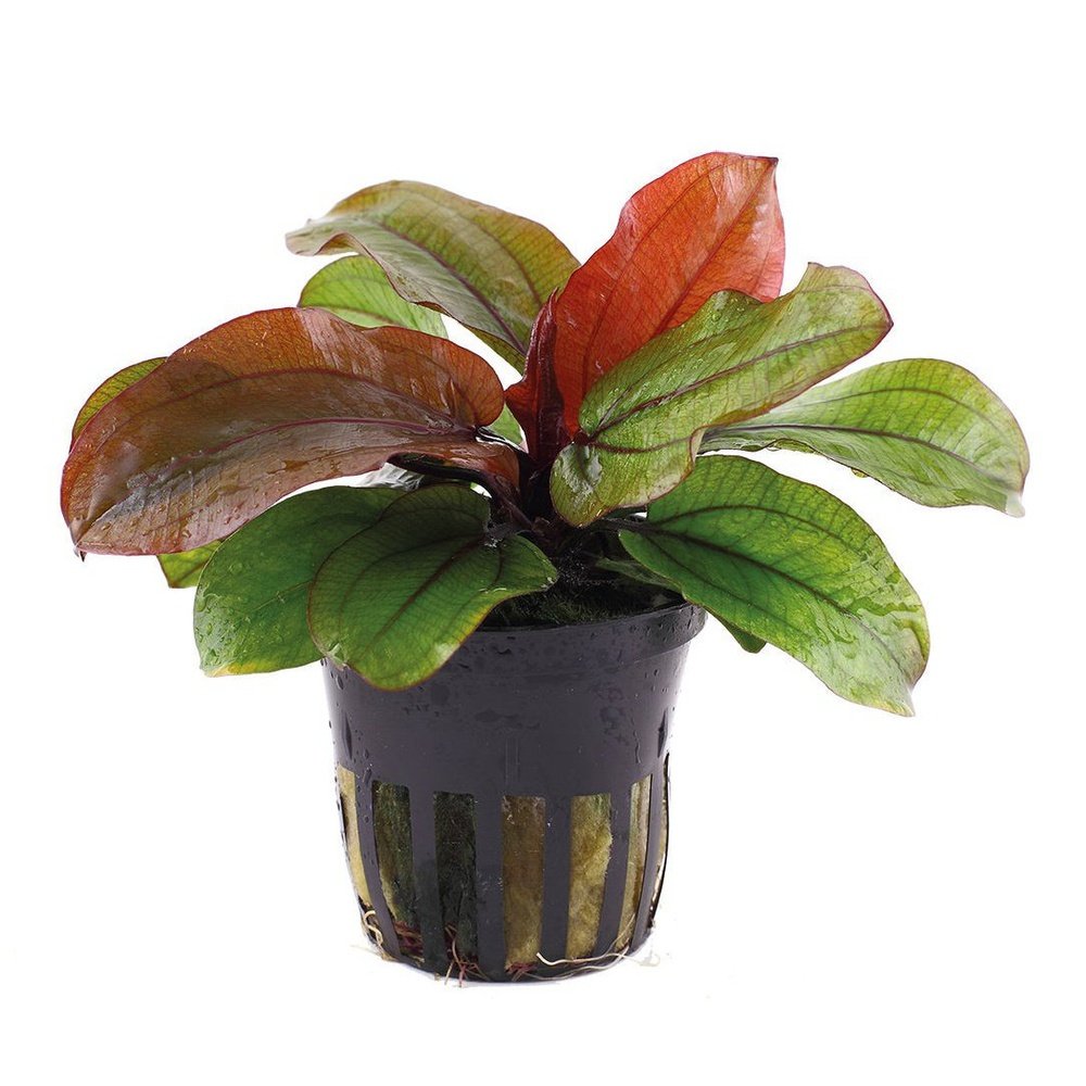 Tropica Aquatic Plants Echinodorus 'Reni' (pot in single package)